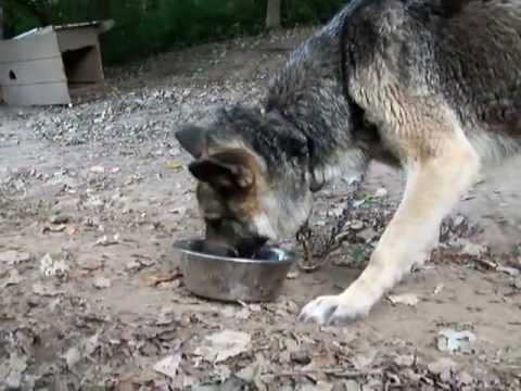 Easy Ways to Get Your Dog to Drink More Water